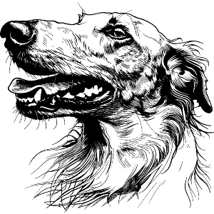 Borzoi Dog Portrait
