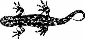 Salamander