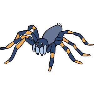 Striped Spider