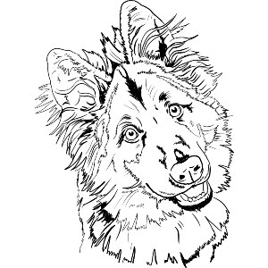 German Shepherd Dog GSD