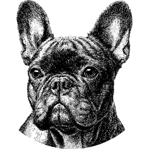 French Bulldog Portrait