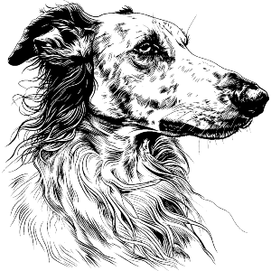 Borzoi Dog Portrait