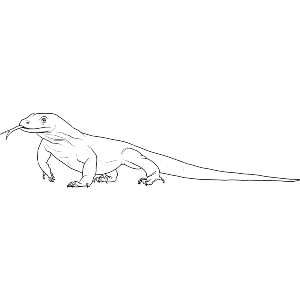 Komodo Dragon