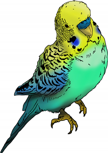 Budgie