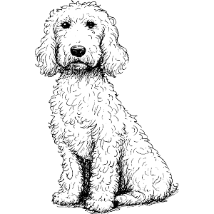 Golden Doodle Dog Sitting