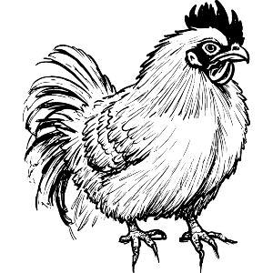 Chicken Silkie