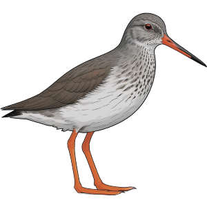 Redshank Bird