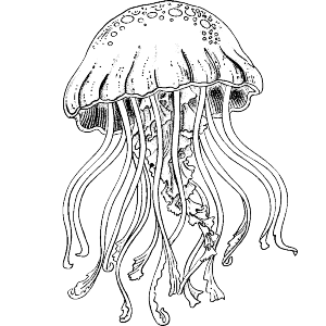 Single Jellyfish