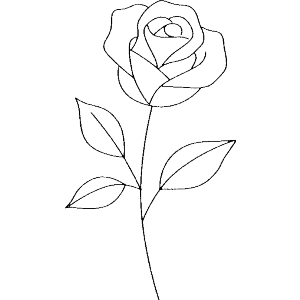 Single Rose