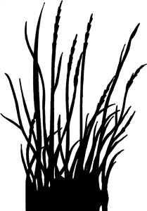 Grass