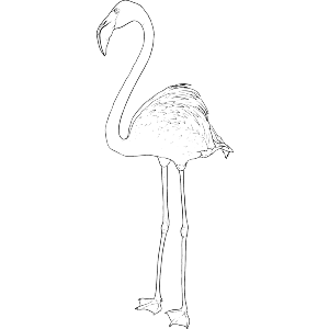 Standing Flamingo