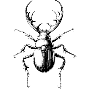 Stag Beetle