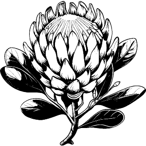Protea Flower