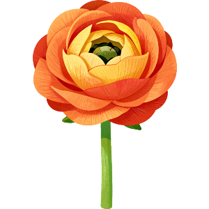 Ranunculus Flower