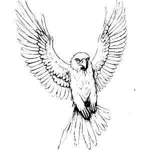 Agile Harpy 