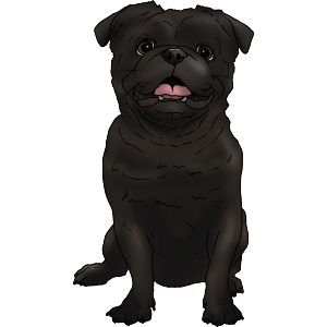 Sitting Pug