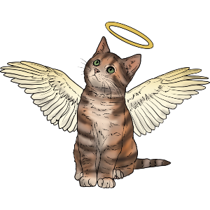 Angel Kitten