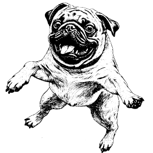 Jumping Pug