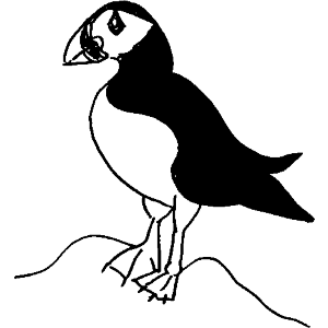 Puffin
