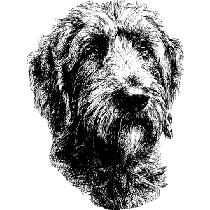 Goldendoodle Dog Portrait