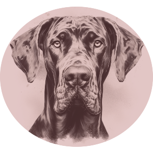 Vintage Great Dane Portrait