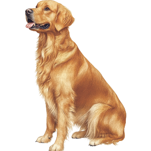 Golden Retriever Dog Sitting