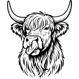Highland Cow