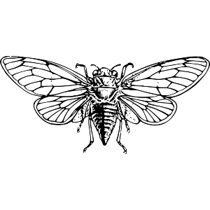 Fixed Cicada