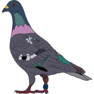 Racing Pigeon