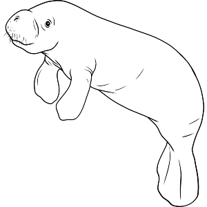 Adorable Manatee