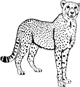 Cheetah