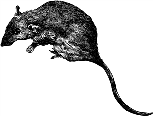 Rat