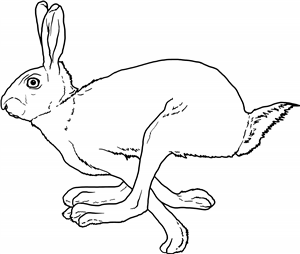 Running Hare