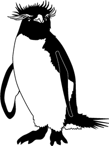 Rockhopper Penguin