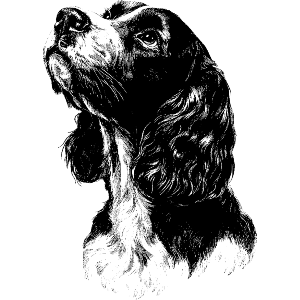 Cocker Spaniel Dog Portrait