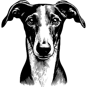 Greyhound Dog Portrait