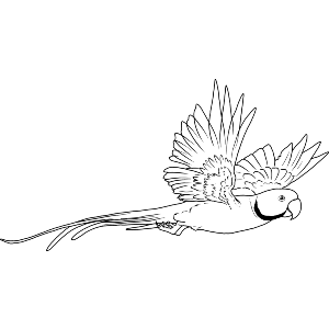 Alexandrine parakeet