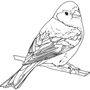Eurasian Chaffinch