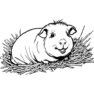 Guinea Pig In Straw