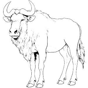 African Wildebeest Standing