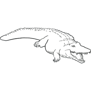 Crocodile