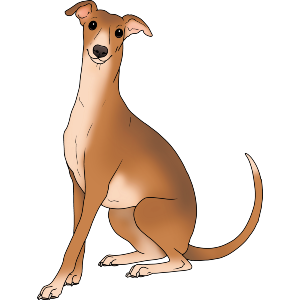 Sitting Itallian Greyhound