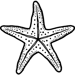 Dotted Starfish