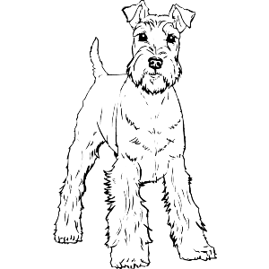 Playful Schnauzer
