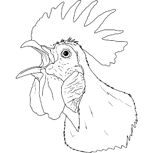 Rooster Calling