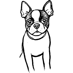 Boston Terrier