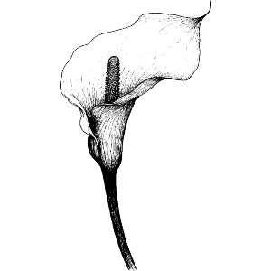 Calla Lily Flower