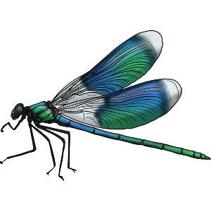 Dragonfly Insect