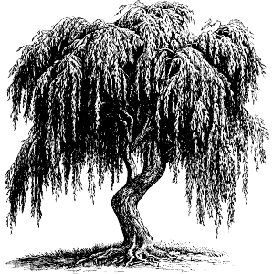 Old Willow Tree