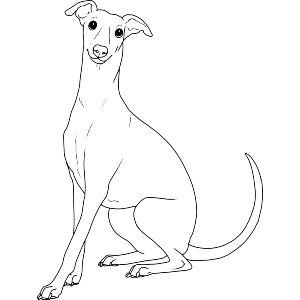 Sitting Itallian Greyhound